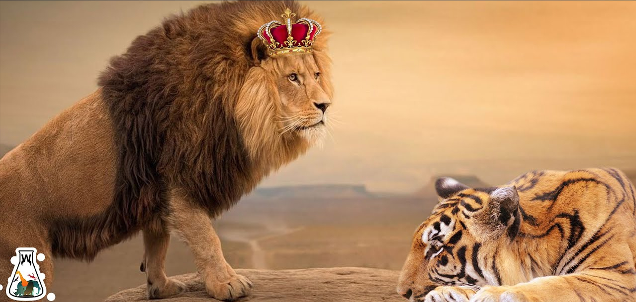 真正的万兽之王是谁(狮子vs老虎，谁才是真正的“万兽之王”呢？)