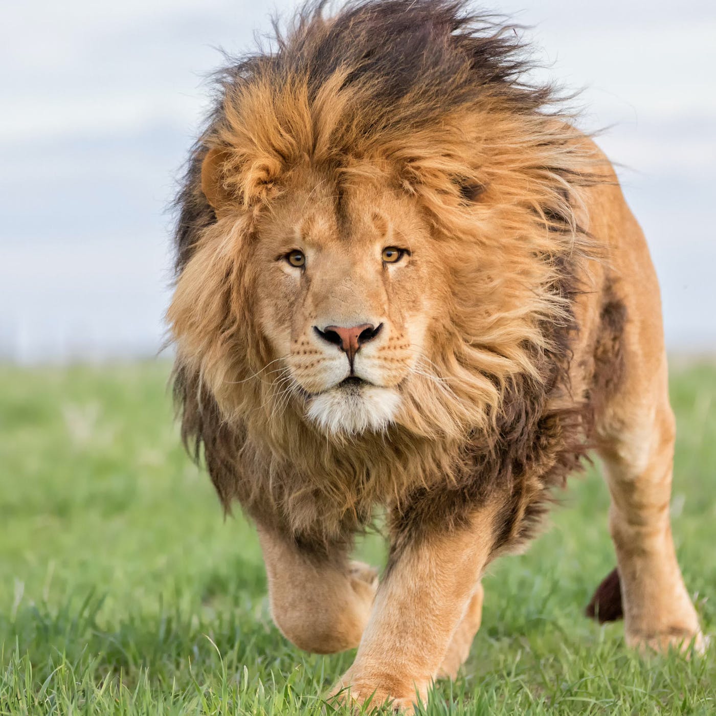 真正的万兽之王是谁(狮子vs老虎，谁才是真正的“万兽之王”呢？)